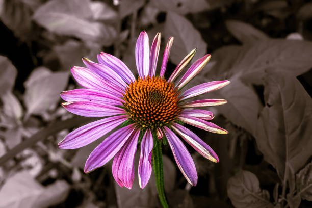 istock Young Purple Coneflower in garden 1440852048