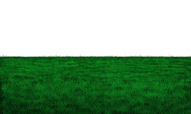 istock Realistic green grass field  on white background 1440852094