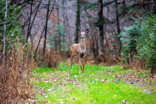 istock White-tailed deer fawn (odocoileus virginianus) standing alart in Wisconsin 1440854077