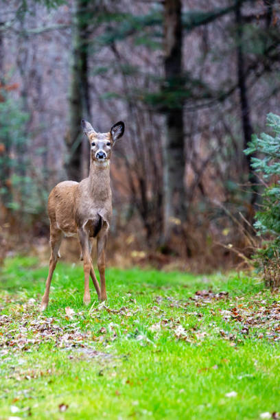 istock White-tailed deer fawn (odocoileus virginianus) standing alart in Wisconsin 1440854078