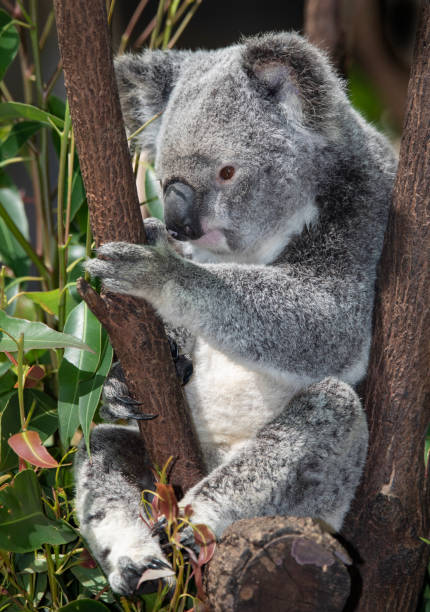 istock the cutest animal the koala 1440854207