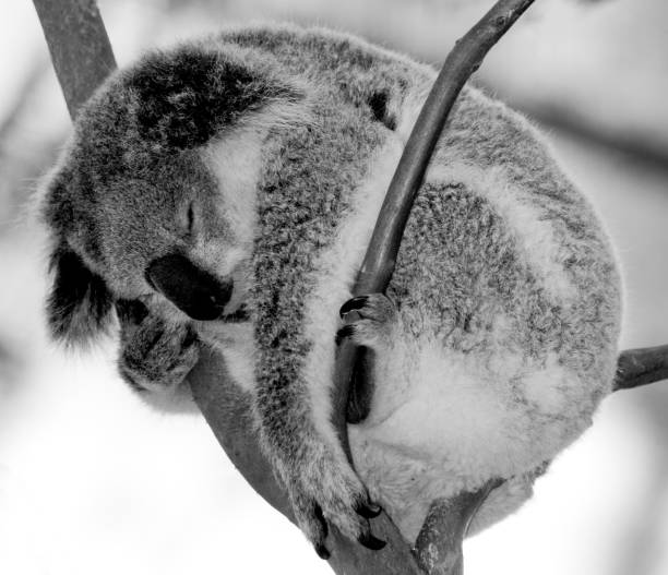 istock the cutest animal the koala 1440854217