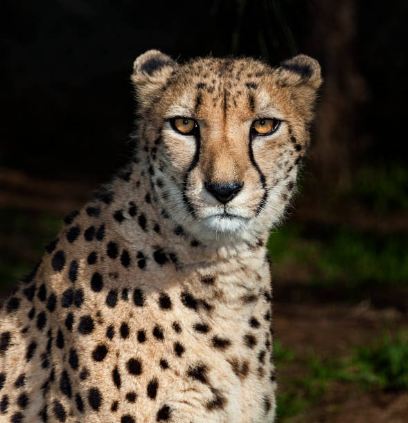istock fastest animal the cheetah 1440854307