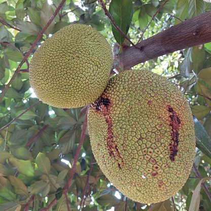 ripe jackfruit ready to be harvested