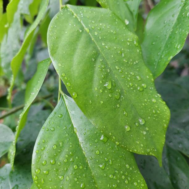 istock green leaves in the rain 1440861549