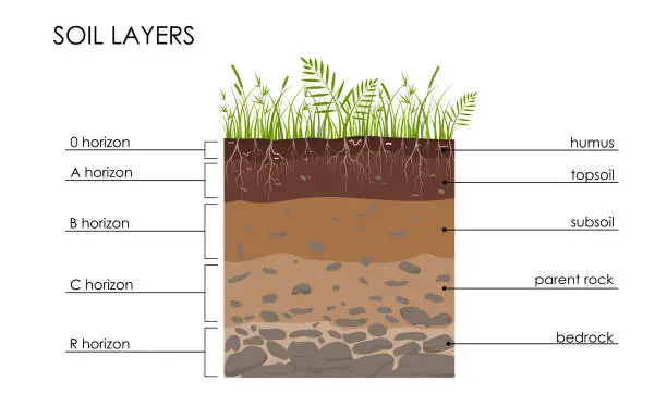 Vector illustration of Soil layers diagram, scheme with grass, roots, stones, worms, humus, sand, stones. Geology Underground infographic. Land in the section. Mineral particles. Vector educational illustration