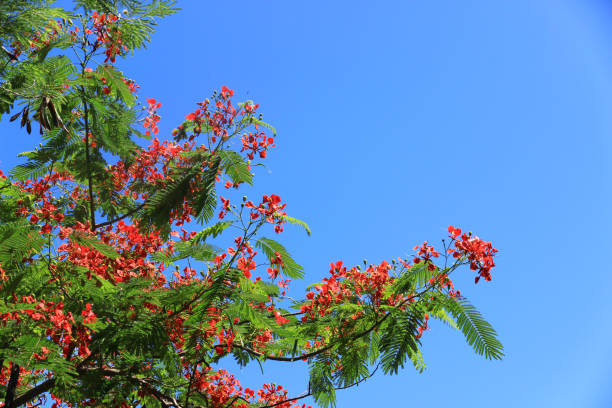 istock green leaf or tree branch with bokeh background. 1440864832