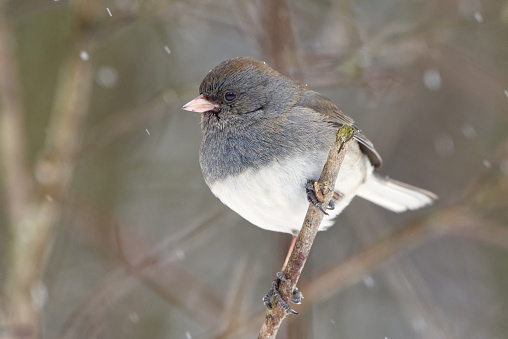 Closeup horizontal image of a male Dark-eyed Junco (Junco hyemalis) on a twig with snow falling against a dark background.