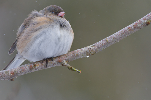 Closeup horizontal image of a female Dark-eyed Junco (Junco hyemalis) on a twig with snow falling against a dark background.