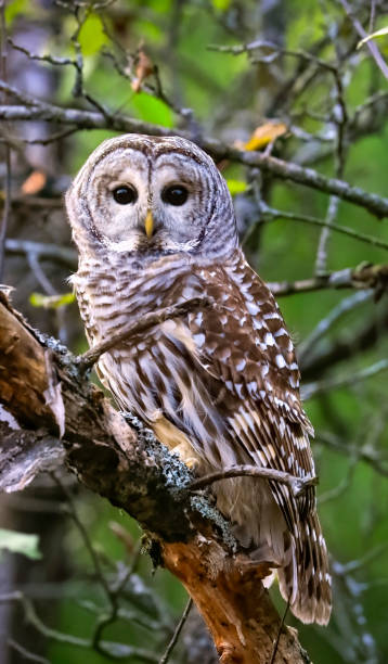 istock Barred owl on the hunt 1440866503
