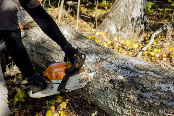 istock Following a hurricane, a tree fell in the forest and was cut down with a chainsaw 1440866523