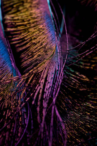 istock Beautiful and colorful bird feathers dark seamless abstract pattern texture design natural background, wallpaper. 1440867897