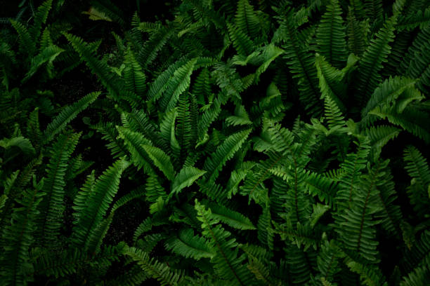 istock Green leaf surface, abstract background, natural pattern, tropical leaves, dark leaves 1440868193