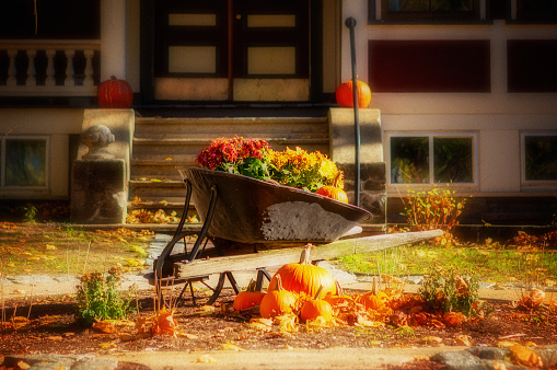 Cambridge, Massachusetts, USA - November 8, 2022: A front yard in Autumn colors, featuring an old wheelbarrow decorated with pumpkins and plants. Selective focus.