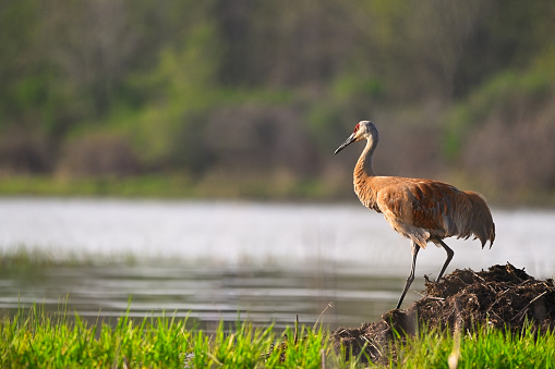 Horizontal image of an adult Sandhill Crane (Grus canadensis) descending a mound of earth by open water at Hullet Marsh Wildlife Management Area, Ontario, Canada