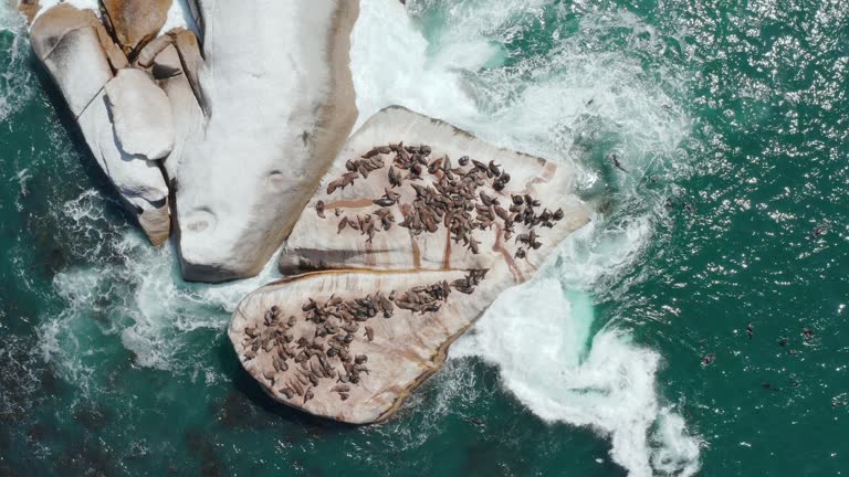 Aerial, ocean and rock with group of seal relax in the sun in Cape Town, South africa. Sea lion, animal and animals together on a boulder island with water, relaxing and waves crashing in nature