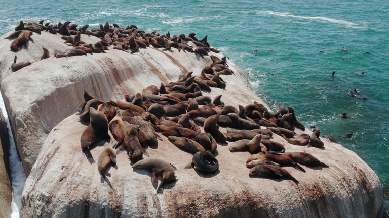 Seal, animal and ocean with a sea mammal colony lying on a rock in nature outdoor on a sunny summer day. Earth, water and wildlife with seals or sea lions on a boulder to relax together in a habitat