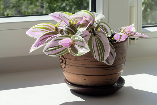 On the windowsill in the room is a home popular plant in a pot Tradescantia tricolor.