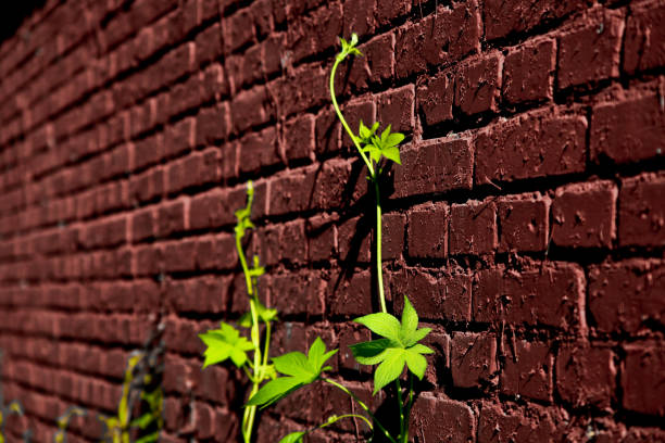 Ivy and brick wall background Ivy and brick wall background Boston Ivy stock pictures, royalty-free photos & images