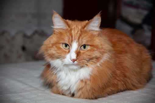 Studio portrait of adorable cat looking at camera with suspicious expression. Close-up angry cat lying down on the white table.