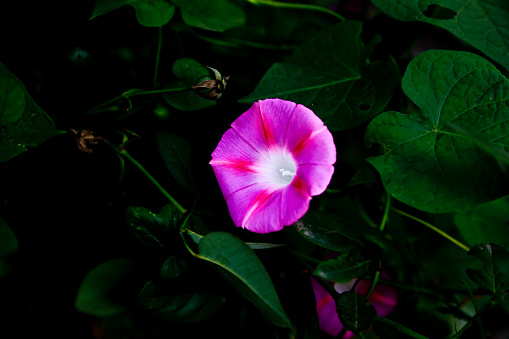 purple morning glory