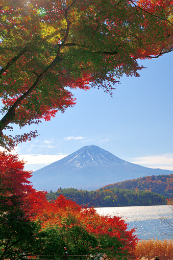 View of Mt. Fuji and beautiful autumn leaf color at Lake Kawaguchi, one of Fuji Five Lakes, located in Fuji-Kawaguchiko,  Yamanashi Prefecture.\nMt. Fuji is slightly snow-capped at its peak.