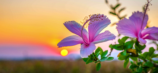 Beautiful  of blooming pink hibiscus flower against sunset golden light and blurry soft ten pink hibiscus flower field natural background