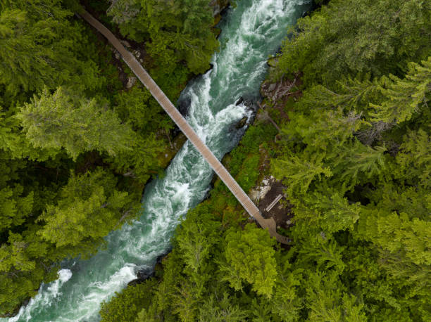 istock Aerial view of a river flowing through a temperate rainforest 1440877834
