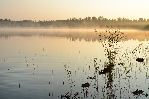 Lake foggy landscape. Early morning, dawn on the lake, fog and mist on the water, river reeds silhouette. Beautiful nature landscape, calm scene