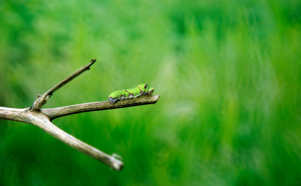 One silkworm on green background.