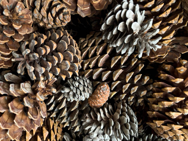 istock Background Of Pine Cones 1440880433