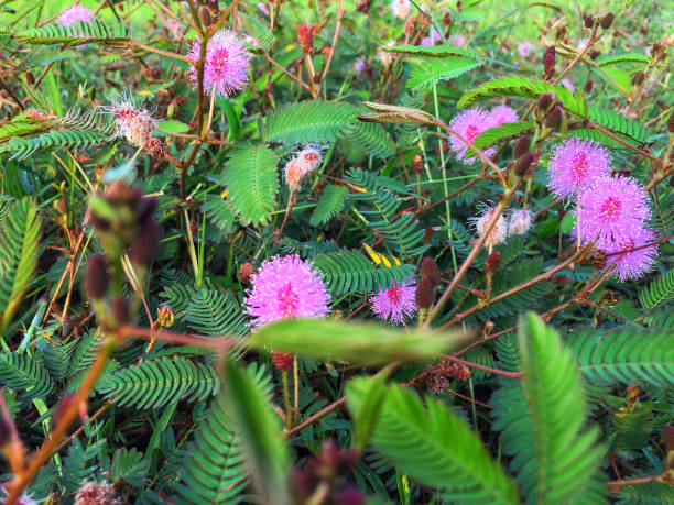 bunch of shameplants photoshoot sri lankan village side flowers sensitive plant stock pictures, royalty-free photos & images