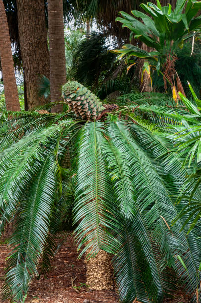 Lepidozamia peroffskyana or pineapple zamia in garden Lepidozamia peroffskyana is a palm-like cycad, a slow-growing, low maintenance, long-lived cycad that makes a good feature plant in semi-shaded positions or in a container. It grows up to seven metres tall but more usually reaches about four metres. It is endemic to eastern Australia. lepidozamia stock pictures, royalty-free photos & images