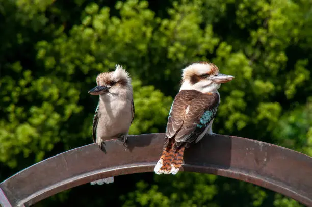 Kookaburras are terrestrial tree kingfishers native to Australia and New Guinea. They are found in habitats ranging from humid forest to arid savanna, as well as in suburban areas with tall trees or near running water.
