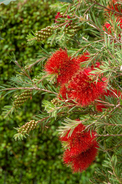 Melaleuca pearsonii shrub flowers are red, tipped with yellow Melaleuca pearsonii, commonly known as Blackdown bottlebrush, is  endemic to Queensland in Australia.  It is a small, spreading but compact shrub with hard bark, soft foliage and profuse spikes of bottlebrush flowers in spring and summer. red flower trees callistemon citrinus stock pictures, royalty-free photos & images