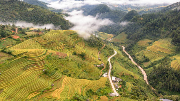 istock Rice fields on terraced prepare the harvest at Northwest Vietnam. 1440881313