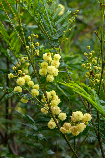 Acacia decurrens, also known as black wattle or early green wattle, is a perennial tree or shrub native to eastern New South Wales, including Sydney, the Greater Blue Mountains Area, the Hunter Region, and south west to the Australian Capital Territory.