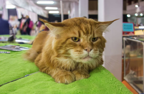istock Closeup portrait Ginger Maine Coon Cat 1440883219