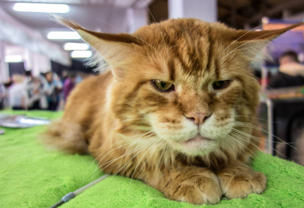 istock Closeup portrait Ginger Maine Coon Cat 1440883234