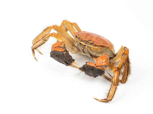 istock Chinese Mitten Crab on White Background 1440883920