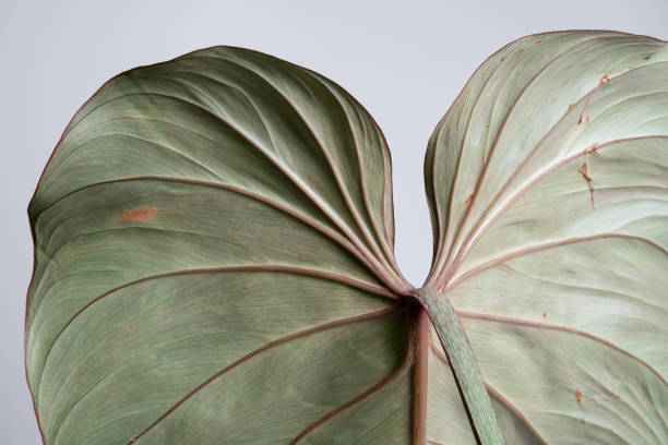 istock Back of Philodendron Gloriosum leaf close up 1440884937