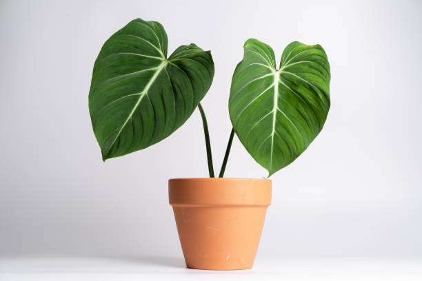 istock Philodendron Gloriosum plant in terracotta pot 1440885024