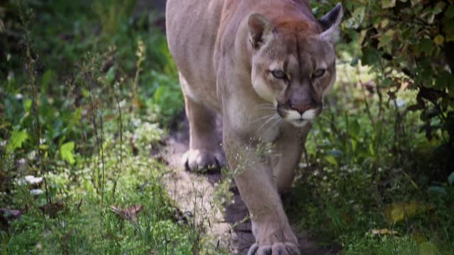 Beautiful Canadian Cougar, Puma Concolor hunting in wildlife at Canada forest in morning sun rays. 4k 120fps super slow motion raw footage