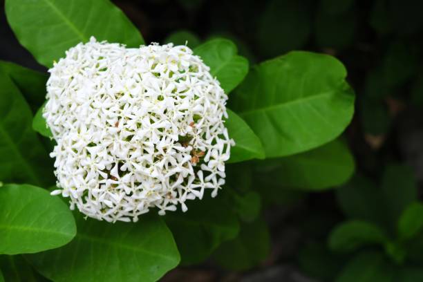 istock White West Indian Jasmine in Selective Focus. 1440891501