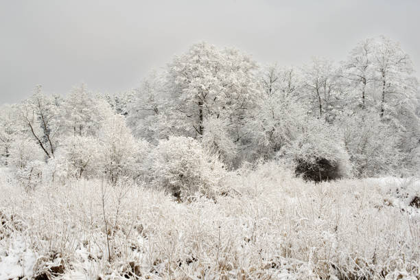 istock Natural winter landscape 1440893261