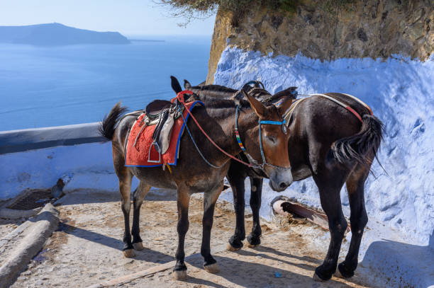 istock Donkeys from Santorini island 1440893449
