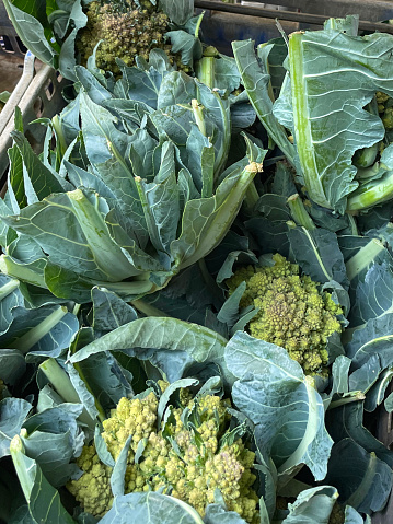 Stock photo showing close-up view of Romanesco Cauliflowers (Broccoflower), which are being sold at a fruit and veg shop / greengrocer's store.