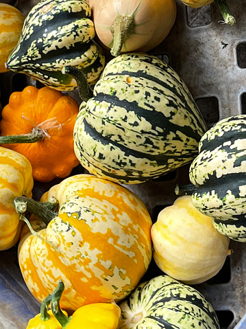 Stock photo showing a close-up, elevated view of freshly picked, ripe green, yellow and orange colour gourds and pumpkins on a market stall.