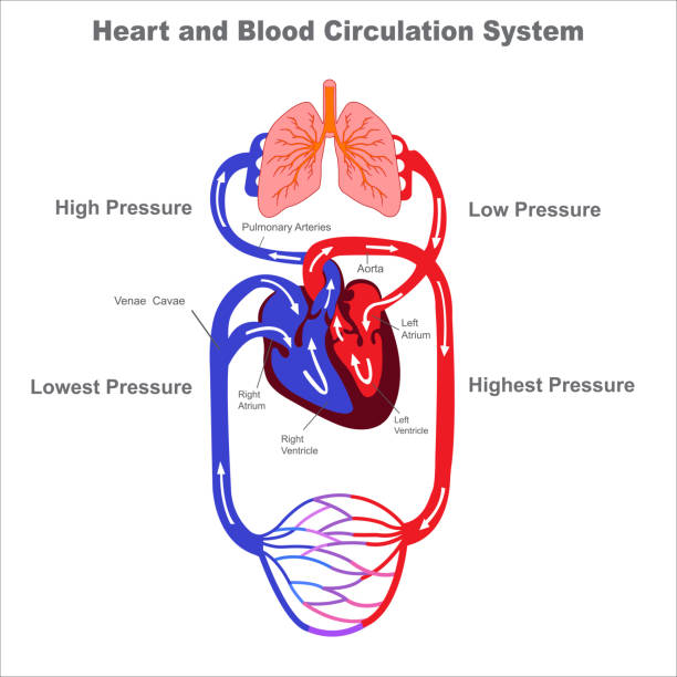 Human circulatory system and Blood circulation vevtor illustraion Blood circulation system. Stylized heart anatomy, diagram. Human circulatory system. Human Circulatory System vector illustration diagram, blood vessels scheme. Medical infographic blood flow stock illustrations
