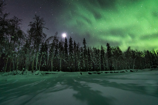 Northern lights with green and purple above boreal birch and spruce forest in interior Alaska